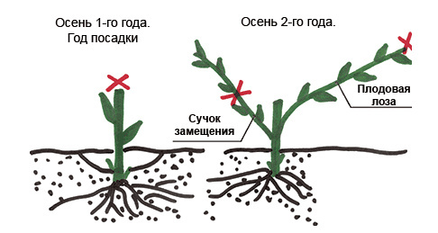 обрезка однолетнего винограда