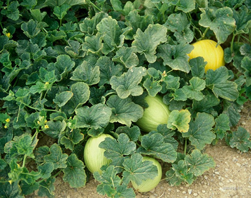 Листья дыни. Cucumis metuliferus. Ботва дыни. Дыня на грядке.