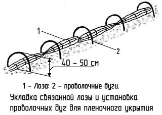 укрытие винограда на зиму