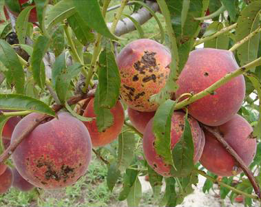 клястероспрориоз персика
