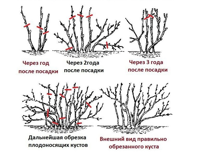 правильная обрезка смородины