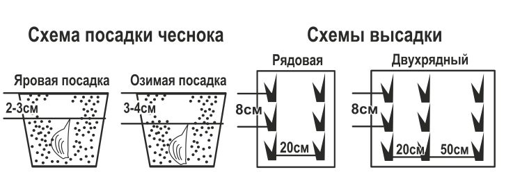 схема посадки чеснока на зиму