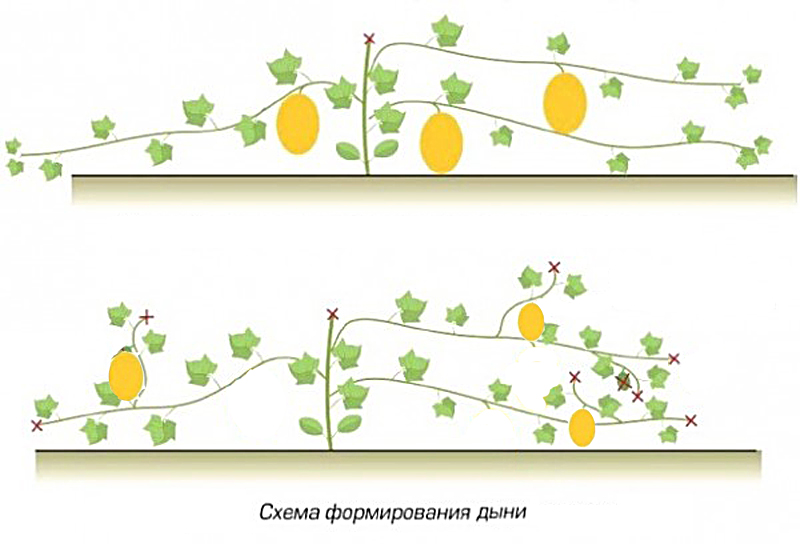 как формировать дыню