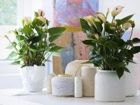 10 самых полезных комнатных растений
